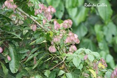 Urvillea