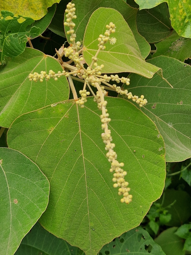 Tutup beling (Mallotus mollissimus)