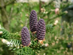 Abies koreana