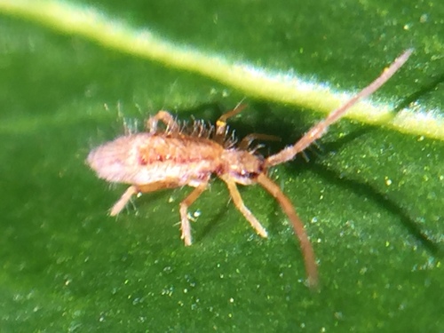 Entomobrya muscorum, Mercato Saraceno, Emilia-Romagna, IT, photo 9 of 10