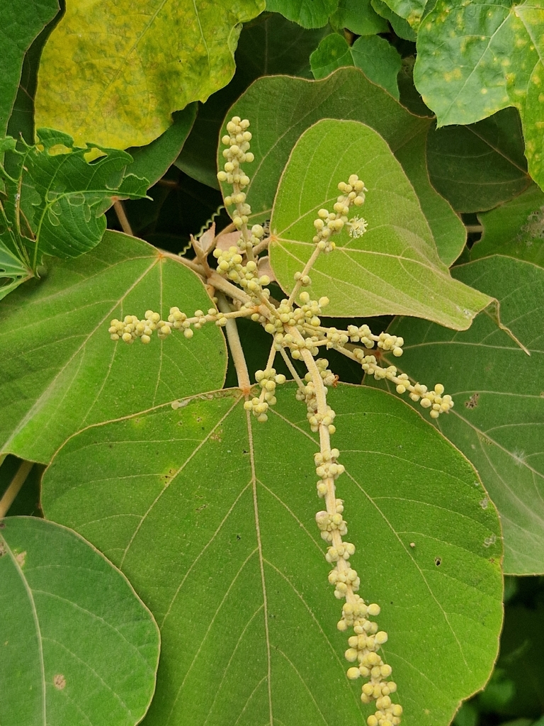 Mallotus mollissimus (Mallotus mollissimus)