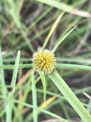 Cyperus erectus