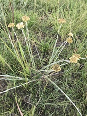 Helichrysum cephaloideum