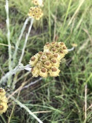 Helichrysum cephaloideum