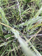 Helichrysum cephaloideum