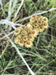Helichrysum cephaloideum