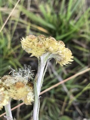 Helichrysum cephaloideum