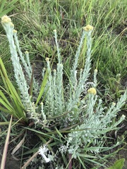 Helichrysum callicomum