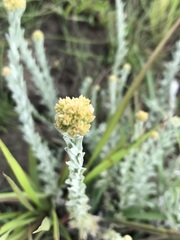 Helichrysum callicomum
