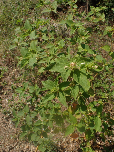 Croton hirtus, photograph 5