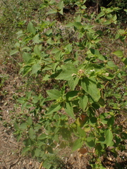 author not stated, no rights reserved Croton hirtus, photograph author not stated, no rights reserved