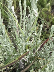 Helichrysum callicomum