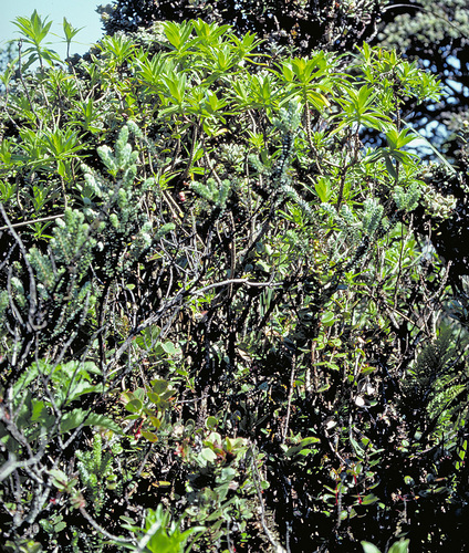Dubautia waianapanapaensis