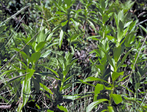 Dubautia waianapanapaensis