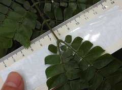 Archidendron clypearia