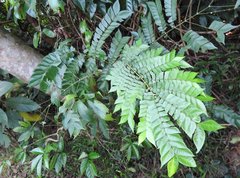 Archidendron clypearia