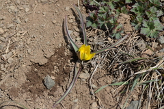 Tulipa urumiensis