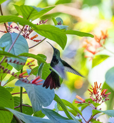 Anthracothorax dominicus