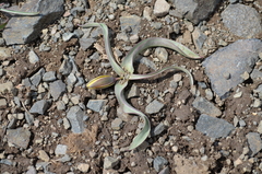 Tulipa urumiensis