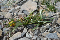 Tulipa urumiensis