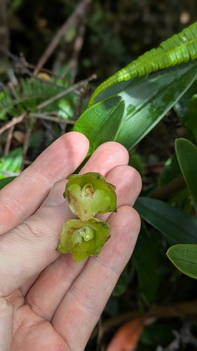 Epidendrum colombianum A.D.Hawkes