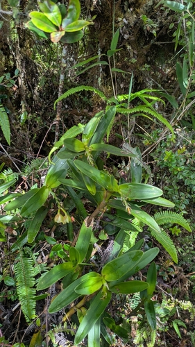 Epidendrum colombianum A.D.Hawkes 2