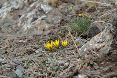 Tulipa urumiensis