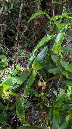 Epidendrum colombianum A.D.Hawkes 3