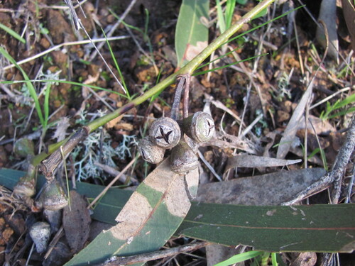 Eucalyptus camaldulensis