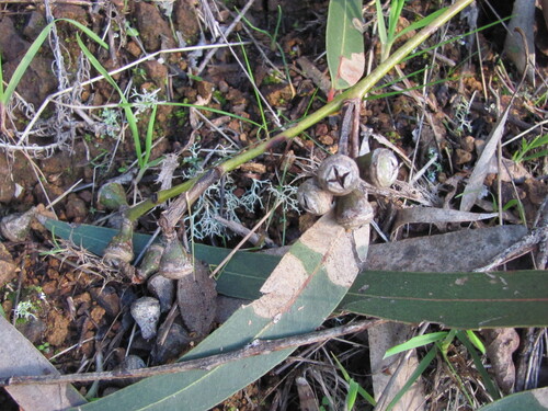 Eucalyptus camaldulensis