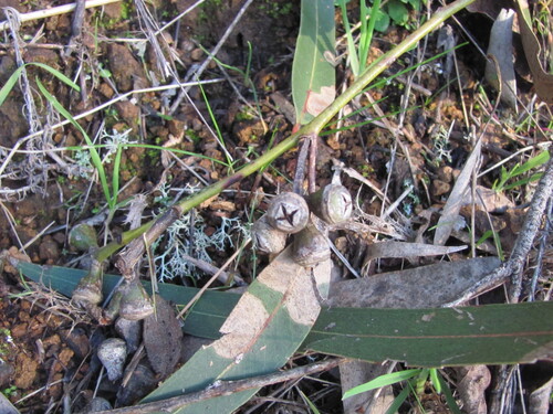 Eucalyptus camaldulensis