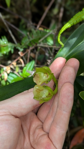 Epidendrum colombianum A.D.Hawkes 4