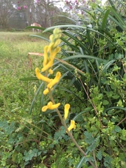 Corydalis flavula
