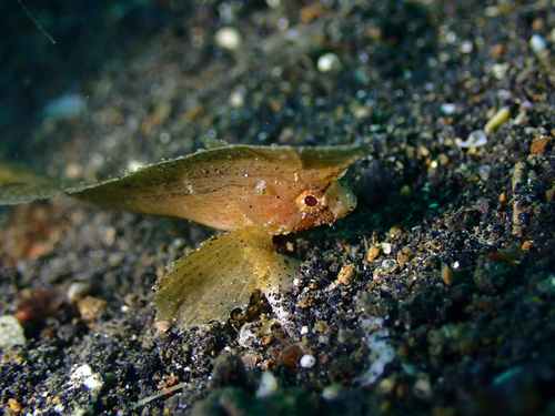 Cockatoo fish (Ablabys taenianotus) — Tetrarogidae