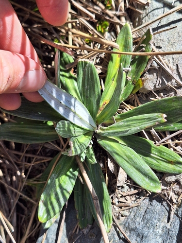 Haast's Mountain Daisy (Celmisia haastii)