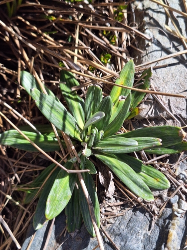 Celmisia haastii, photograph 2