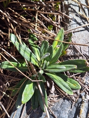 Celmisia haastii, photograph (c) Oscar Dove, some rights reserved (CC BY)
