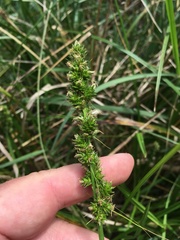 Carex stipata var. maxima image