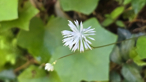 Taiwan baika (Thalictrum urbainii)