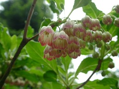 Enkianthus