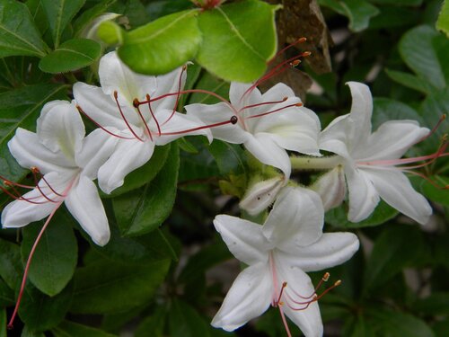 Smooth Azalea (Rhododendron arborescens)