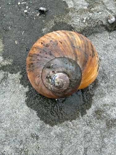 Lunella smaragdus