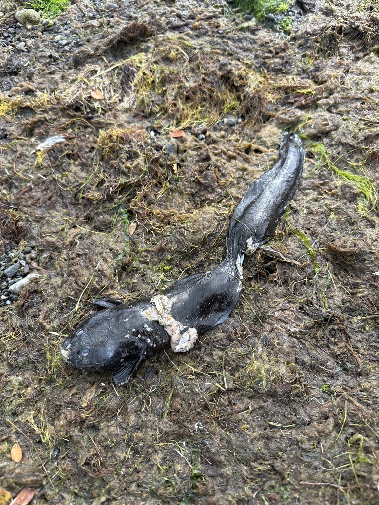 Austrolycus depressiceps — Zoarcidae