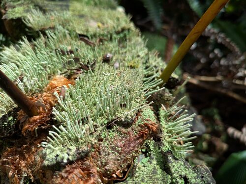 Cladonia coniocraea observed 2026-02-13