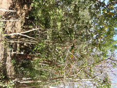 Pseudosmodingium andrieuxii