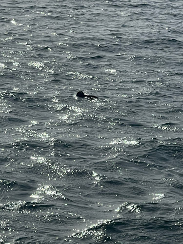 Yellow-eyed Penguin (Megadyptes antipodes), photo 4
