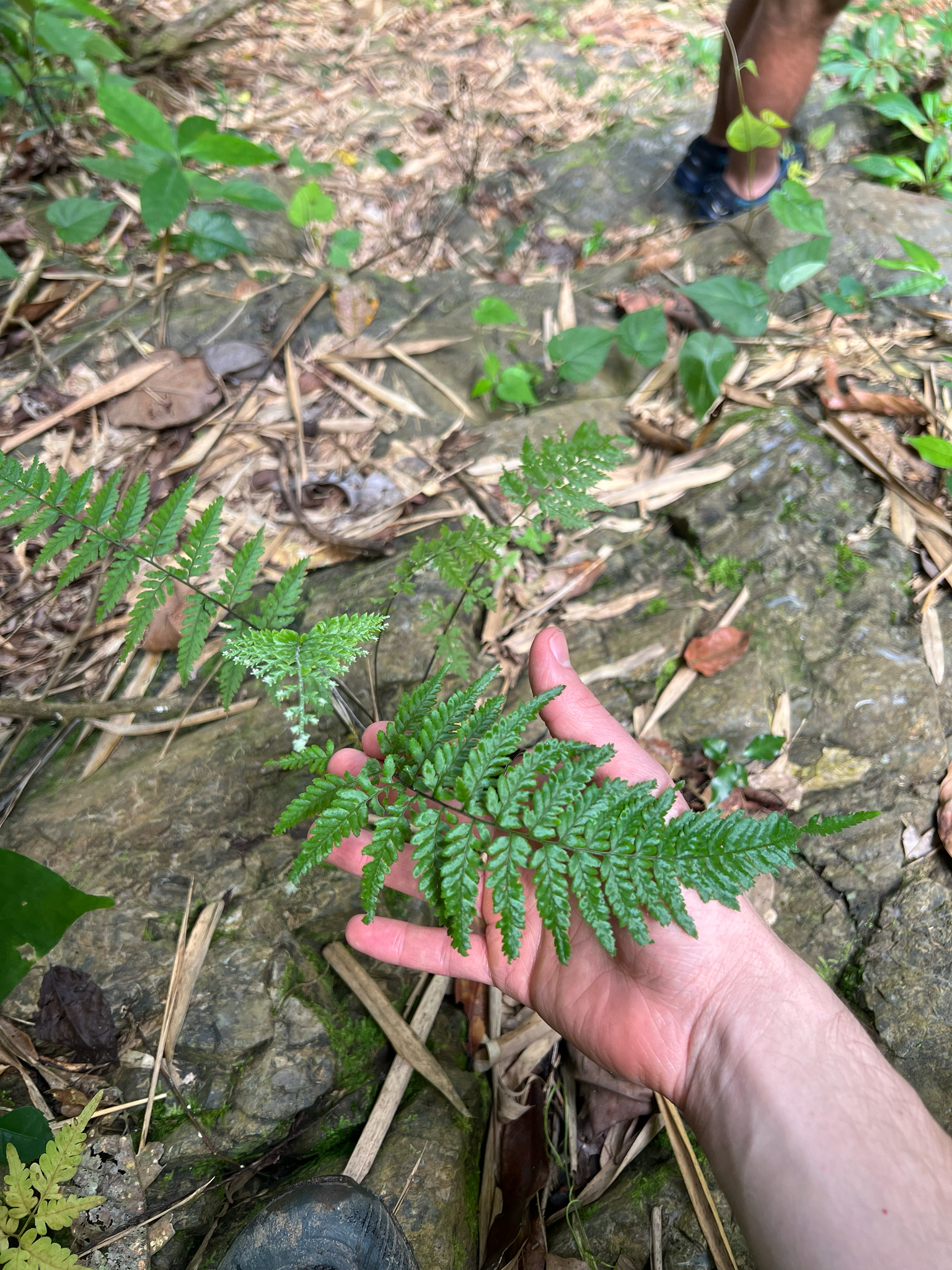 Dixie Silverback Fern (Pityrogramma calomelanos)