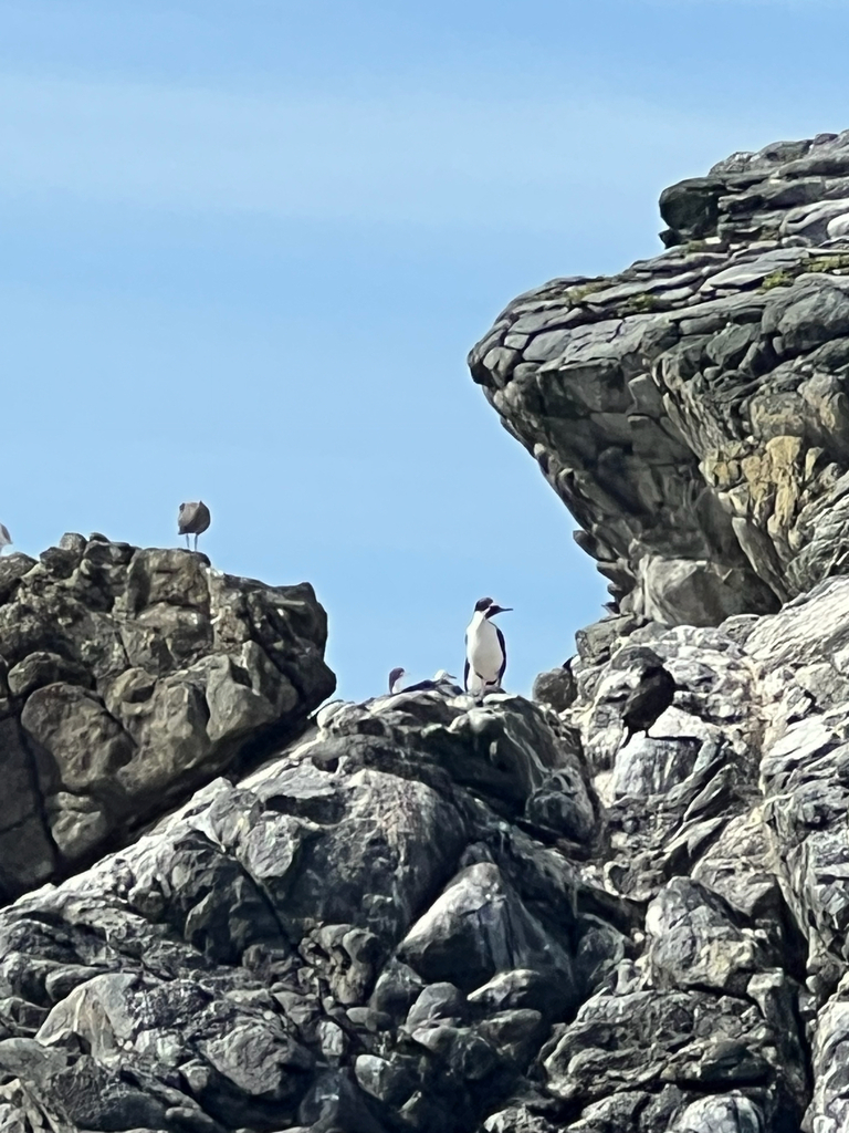 Fiordland crested penguin on coastal rocks under a blue sky