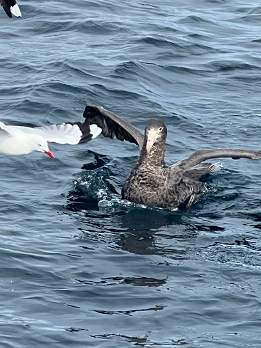 Northern Giant Petrel (Macronectes halli), photo 4