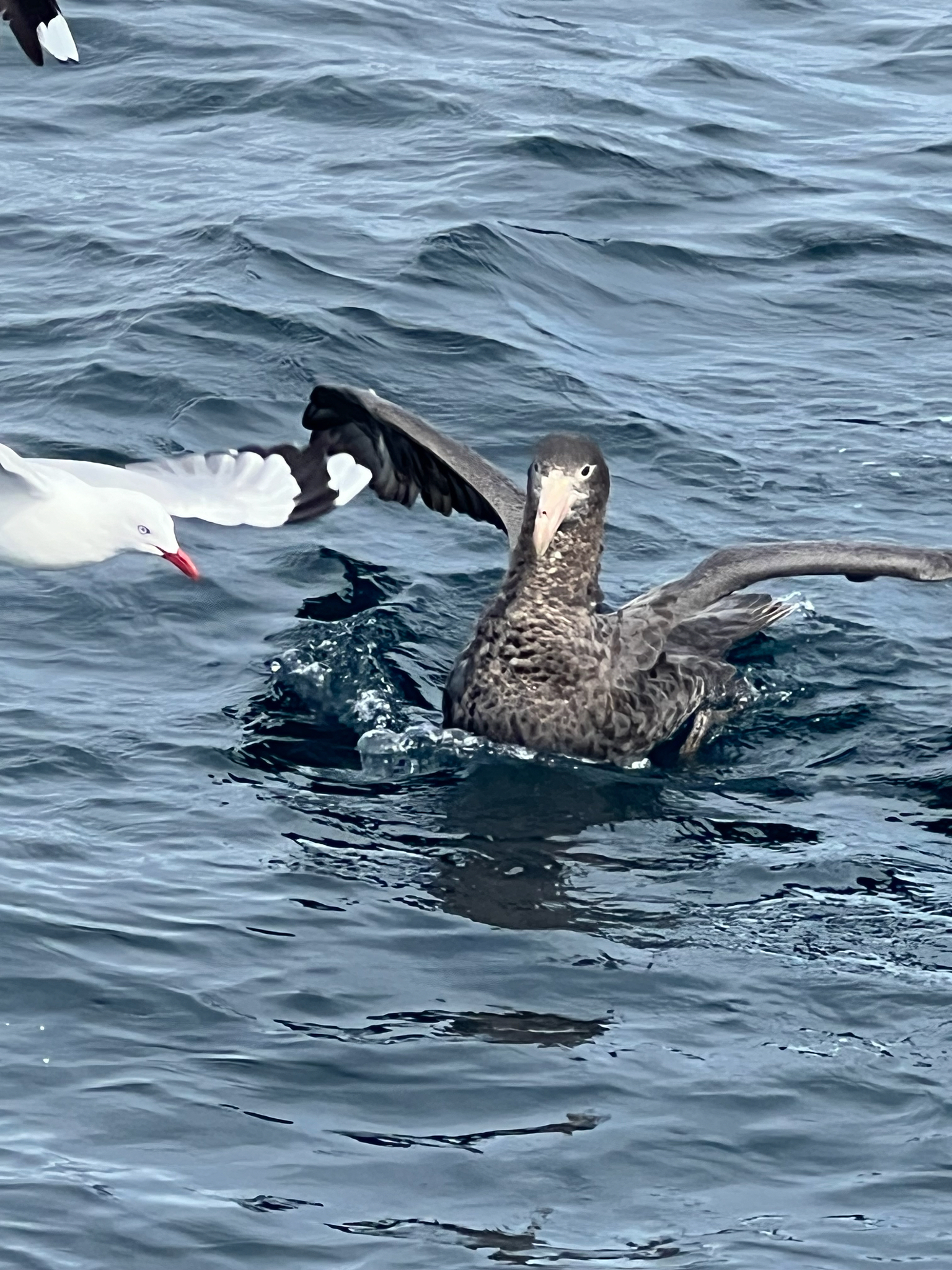 Northern Giant Petrel (Macronectes halli), photo 4